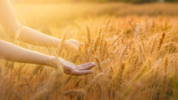 Il cibo è un “atto politico”. Da Expo 2015 alla sovranità alimentare, le nuove sfide in Italia e nel Mondo.